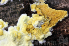 Trichoderma sulphureum