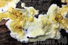 Trichoderma sulphureum