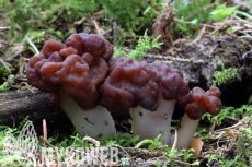 Gyromitra esculenta