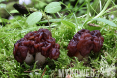 Gyromitra esculenta