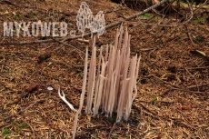 Alloclavaria purpurea