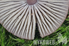 Mycena purpureofusca