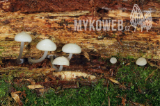 Mycena laevigata