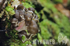 Gyromitra sphaerospora