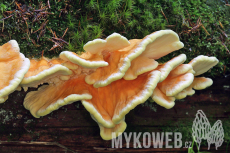 Laetiporus montanus