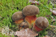 Boletus erythropus