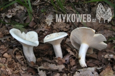 Lactarius piperatus