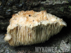 Hericium cirrhatum