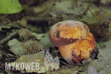 Boletus rhodopurpureus