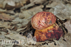 Boletus rhodopurpureus