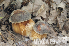 Boletus aereus