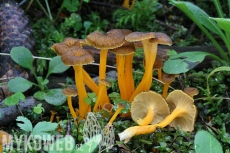 Craterellus lutescens