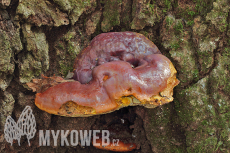 Ganoderma resinaceum