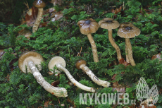 Hygrophorus olivaceoalbus