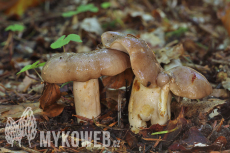 Lactarius albocarneus