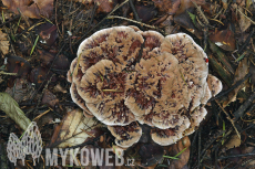 Hydnellum ferrugineum