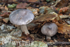 Tricholoma sciodes