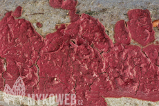 Hymenochaete cruenta