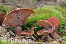 Lactarius camphoratus