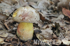 Boletus fechtneri