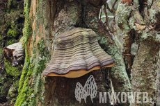 Fomitopsis pinicola