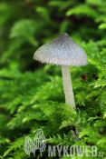 Pluteus hispidulus