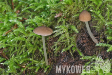 Pluteus luctuosus