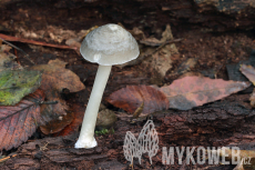 Pluteus salicinus