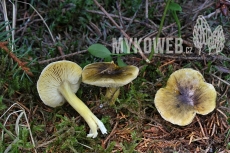 Tricholoma viridilutescens