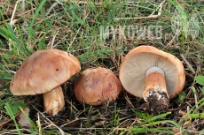 Tricholoma batschii