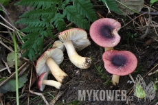 Russula alnetorum