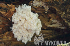 Hericium alpestre