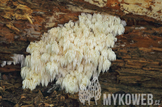 Hericium alpestre