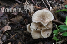 Polyporus melanopus