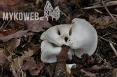 Polyporus melanopus