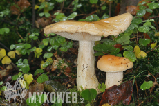 Hygrophorus pudorinus