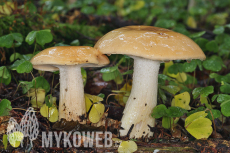 Hygrophorus pudorinus