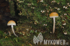 Hypholoma marginatum