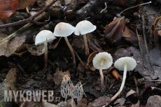 Cystolepiota seminuda