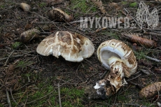 Tricholoma matsutake