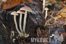 Hypholoma marginatum