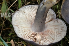 Entoloma bloxamii