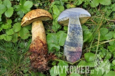 Boletus junquilleus