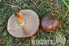 Tricholoma batschii