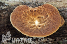 Polyporus squamosus