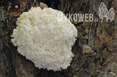 Hericium coralloides