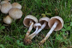 Pholiota gummosa