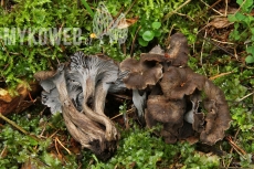 Cantharellus cinereus