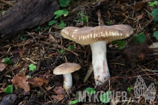 Lactarius ruginosus