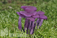 Laccaria amethystina